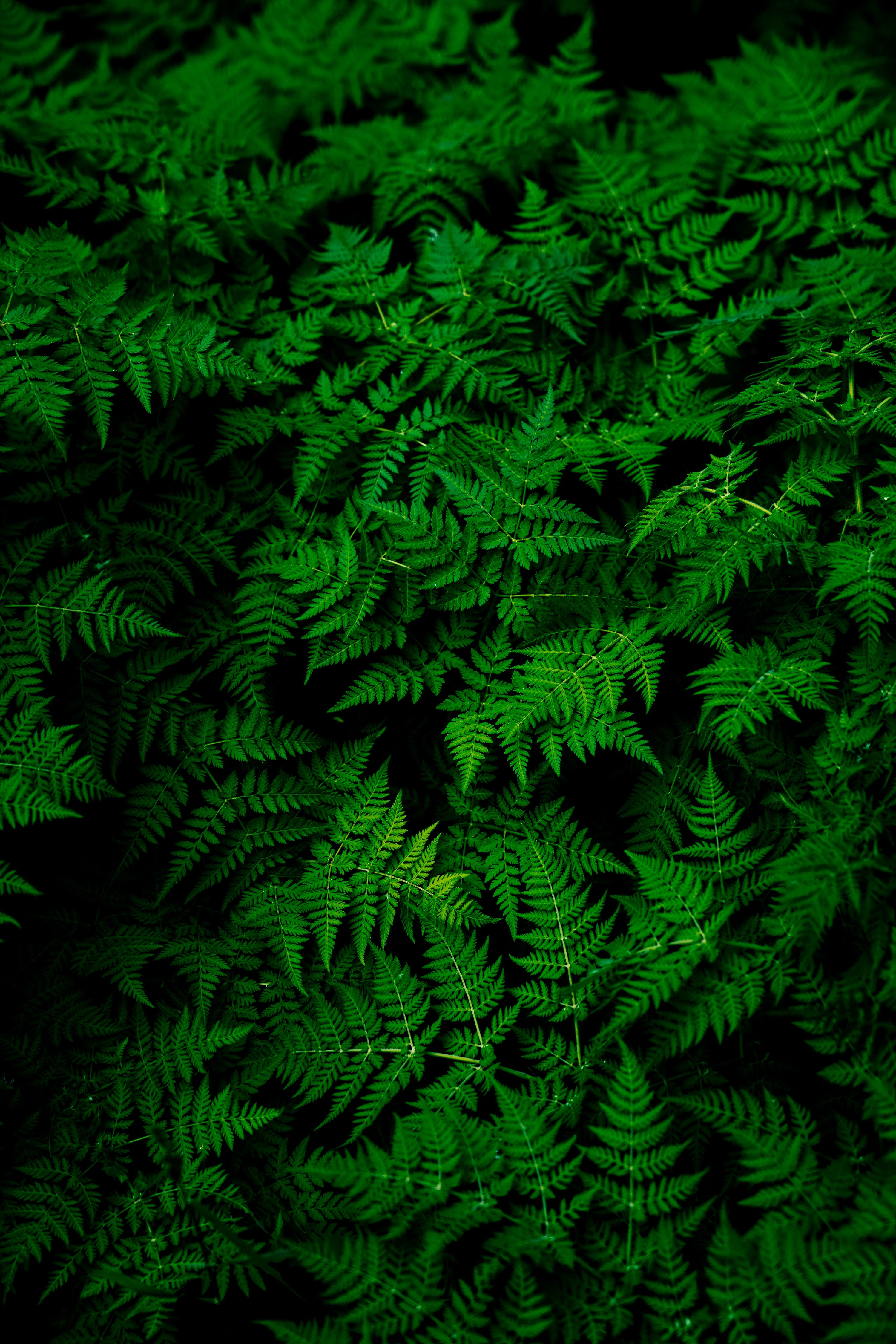 photo of green fern plant